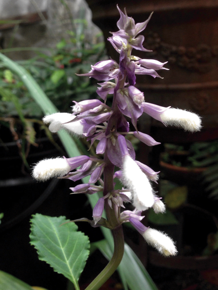 Salvia divinorum